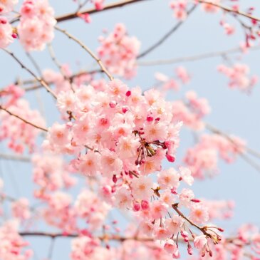 Washington DC:n kirsikankukkien huippukukinta ennustetaan maaliskuun puolivälissä